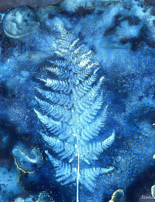Broad Buckler Fern botanical cyanotype art print in rich indigo blue
