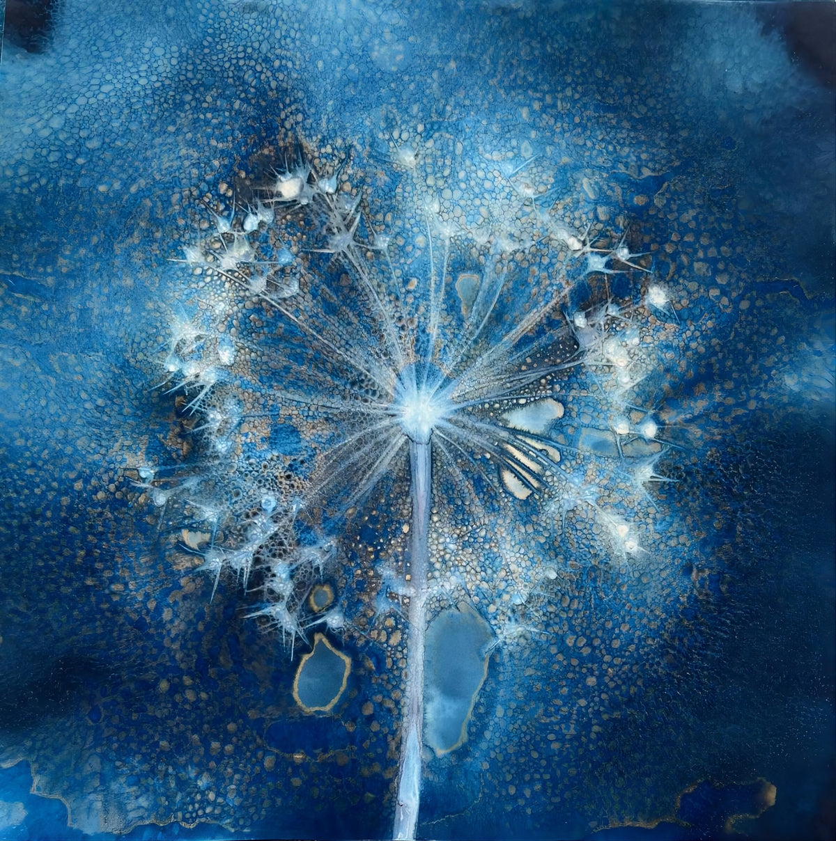 Blue Allium Seed Head Cyanotype Art Print featuring a delicate botanical seed head with textured indigo and gold details
